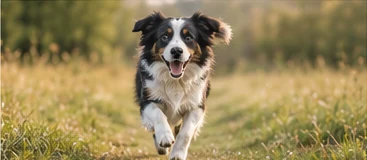 Hund kommt über eine Wiese