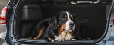 Hund im Auto